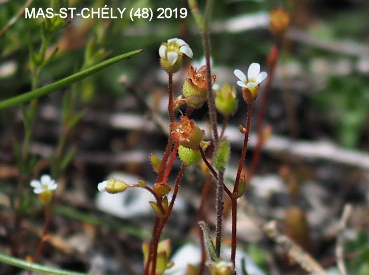 Saxifrage, Rue-leaved fruit